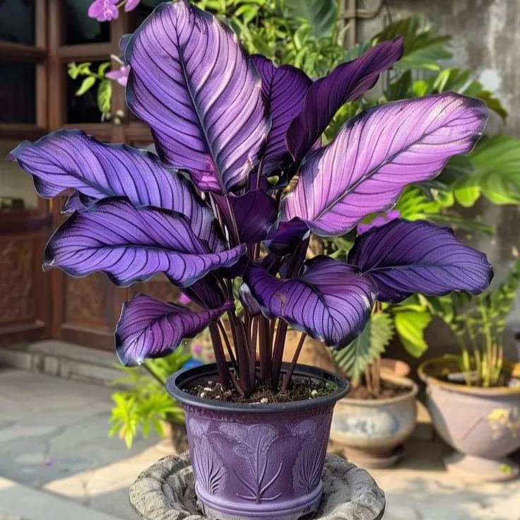 Premium Colorful Calathea Bulbs