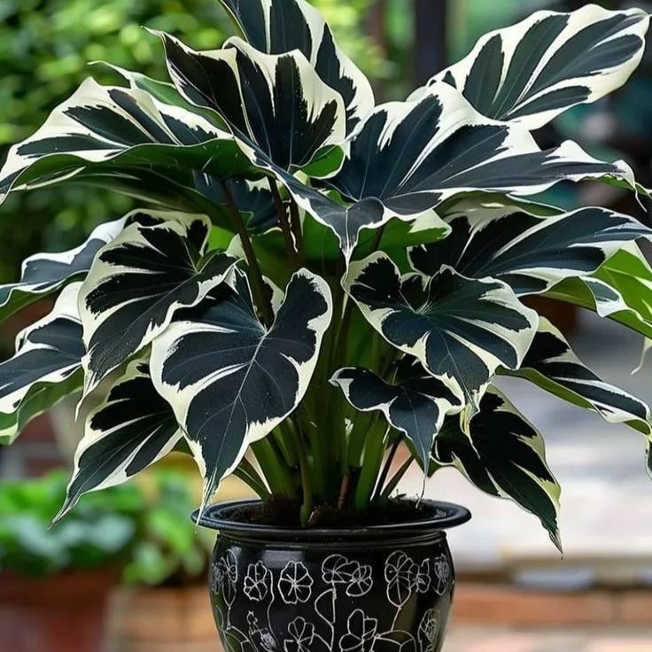 Premium Colorful Calathea Bulbs