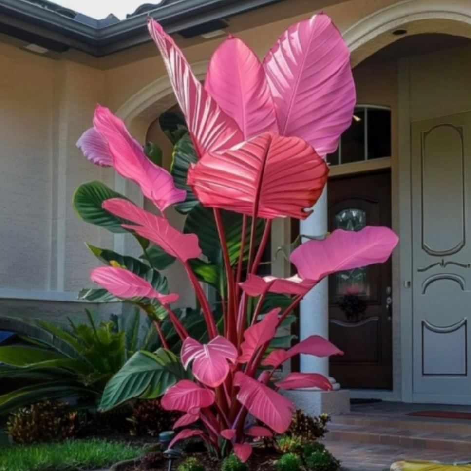 Premium Colorful Calathea Bulbs
