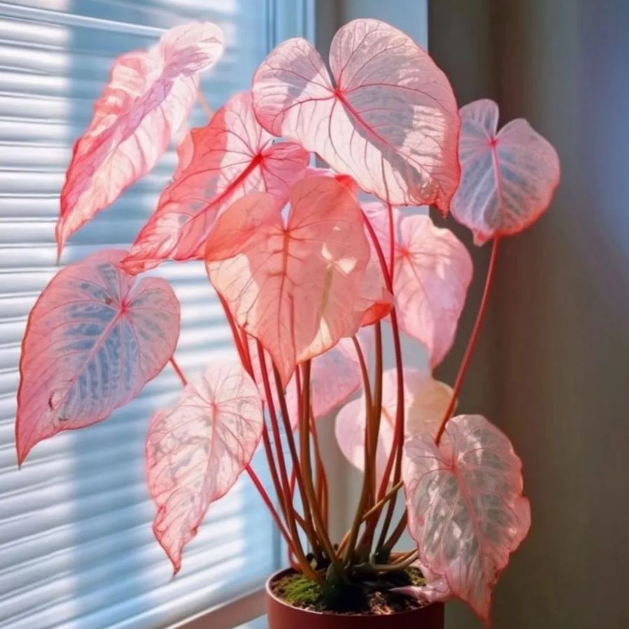 Premium Colorful Calathea Bulbs