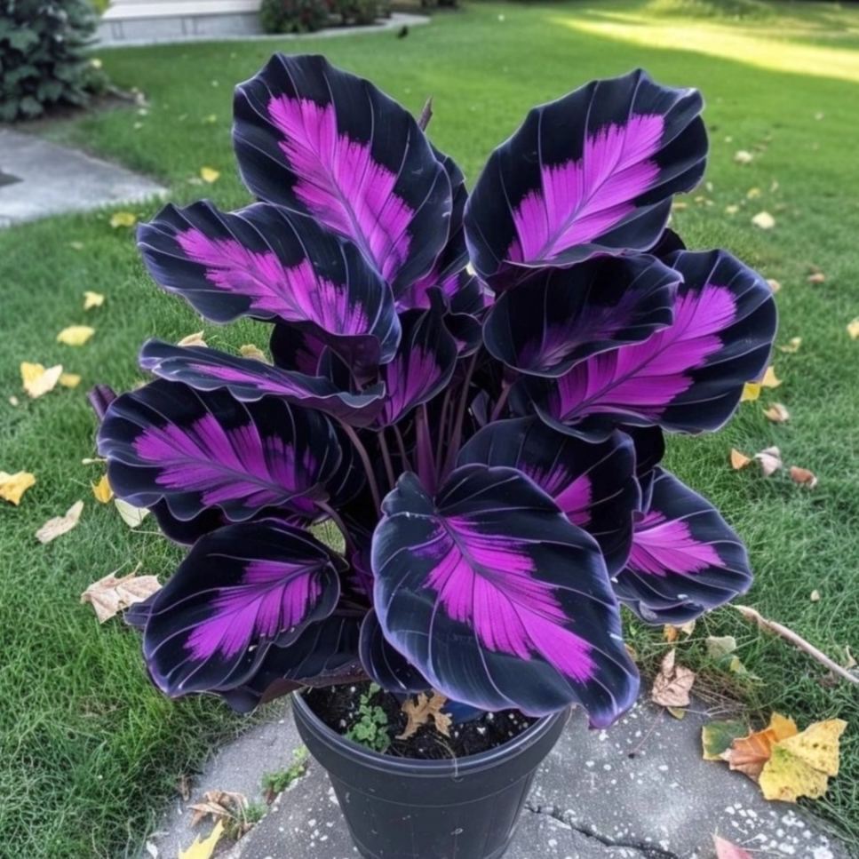 💎Blue Purple Agate Calathea Bulbs