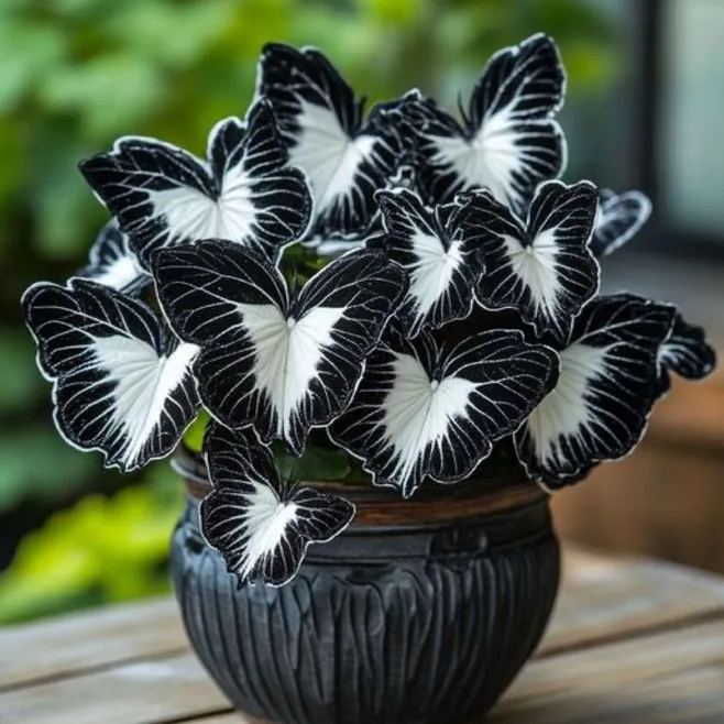 🌸 Rare Multicolor Large-Flower Begonia Seeds – A Spectrum of Beauty for Your Garden! 🌸