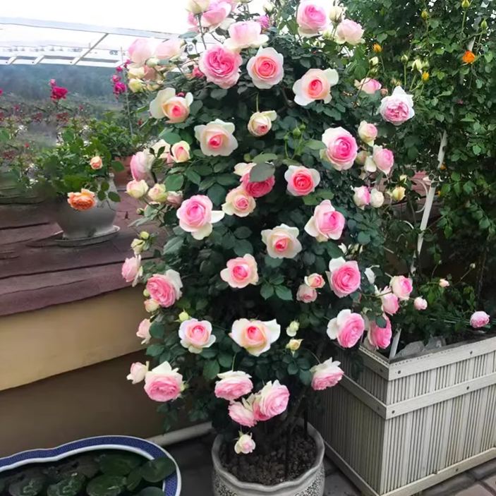 Pink core white climbing rose seeds
