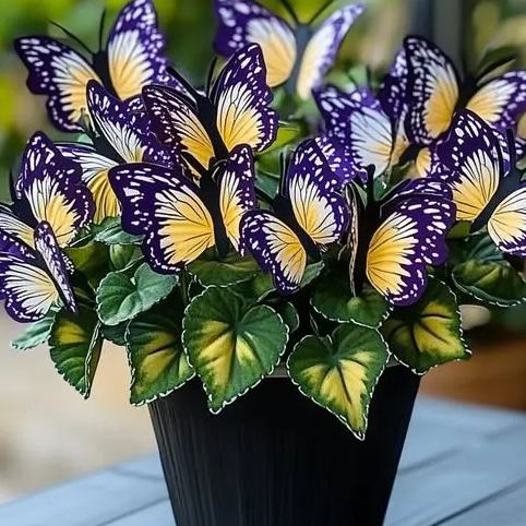 [Copy]Purple Moonlit Butterfly Begonia Seeds