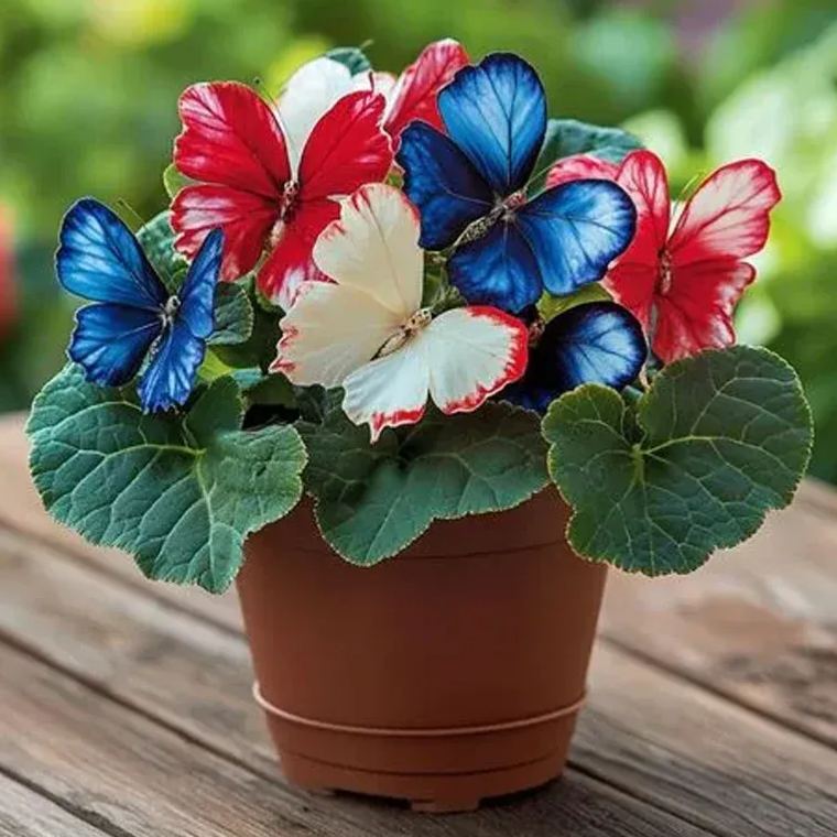 Purple Enchantress Moonlit Butterfly Begonia Seeds