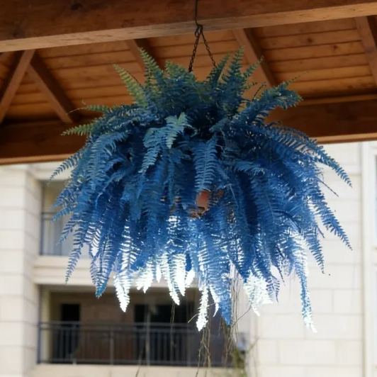 🌿Multicolor Maidenhair Fern Bulbs -- Elegant Shade Beauty