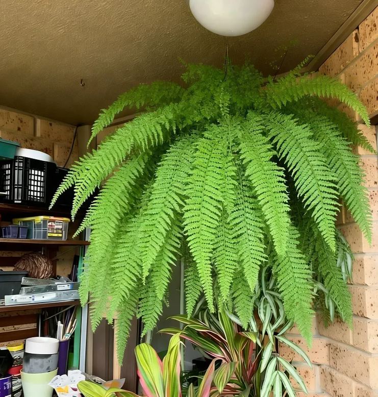 🌿Multicolor Maidenhair Fern Bulbs -- Elegant Shade Beauty