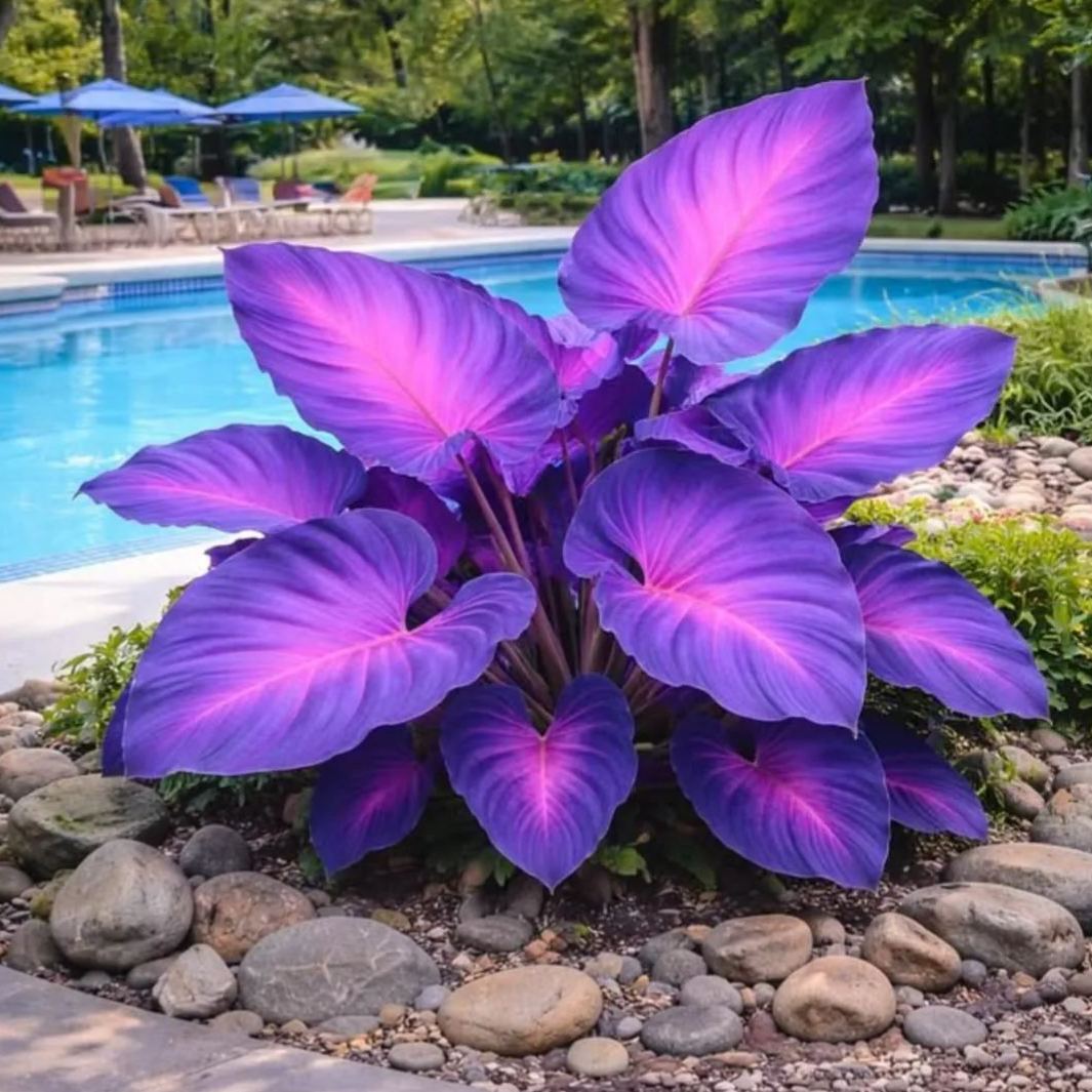 🔥🌌 Glow-in-the-Dark Garden Magic: Rare Blue Flame Hostas