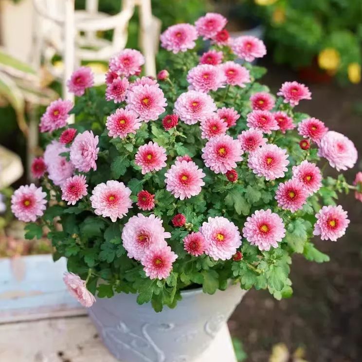 Pyrethrum Seeds – Natural Pest Defense!