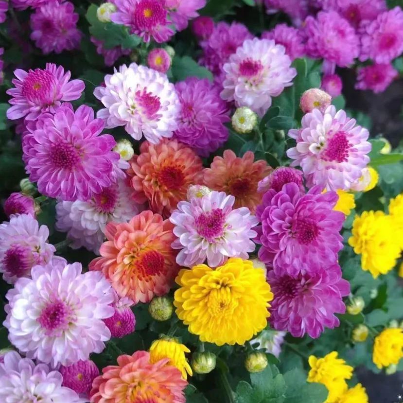 Pyrethrum Seeds – Natural Pest Defense!