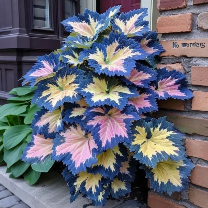 🌿 Rare Coleus Seeds – Add Unique Charm to Your Garden! 🌿