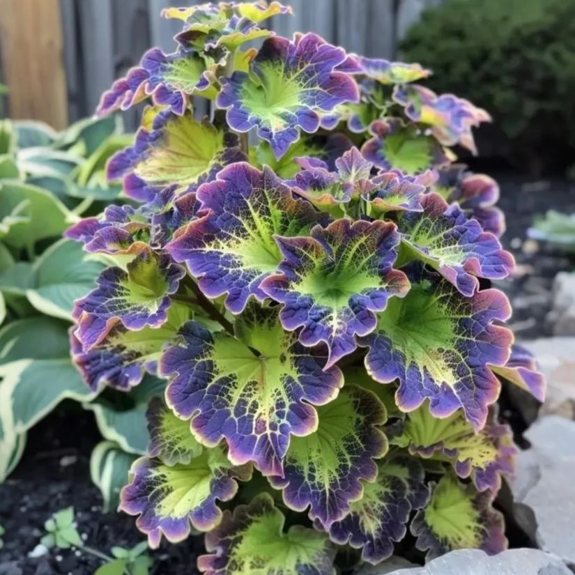 🌿 Rare Coleus Seeds – Add Unique Charm to Your Garden! 🌿