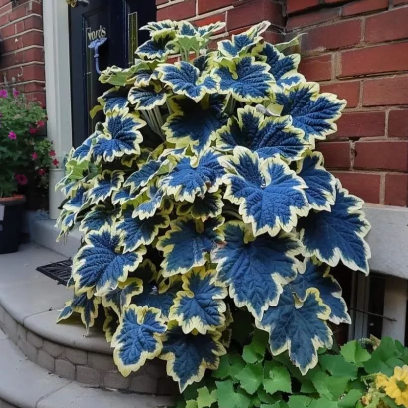 🌿 Rare Coleus Seeds – Add Unique Charm to Your Garden! 🌿