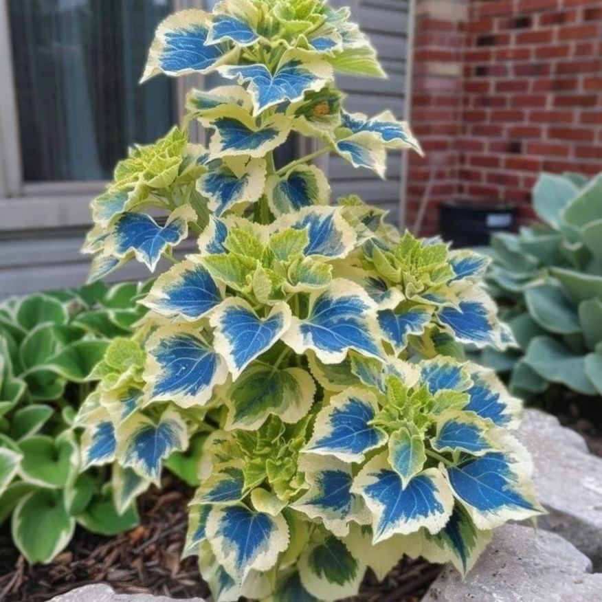 🌿 Rare Coleus Seeds – Add Unique Charm to Your Garden! 🌿