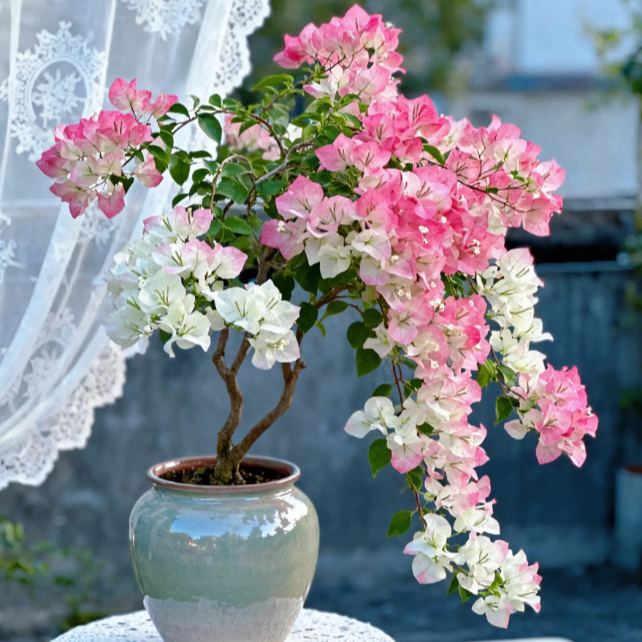 Bougainvillea seeds | Heat-resistant & easy to grow