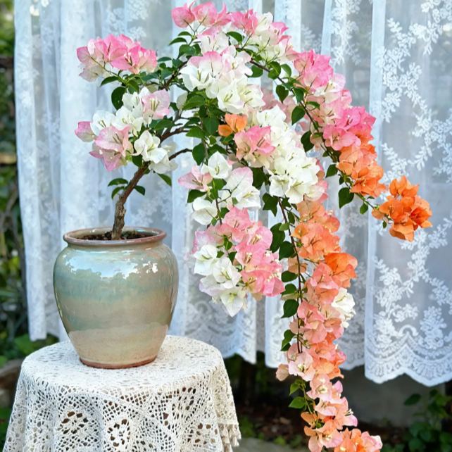 Bougainvillea seeds | Heat-resistant & easy to grow
