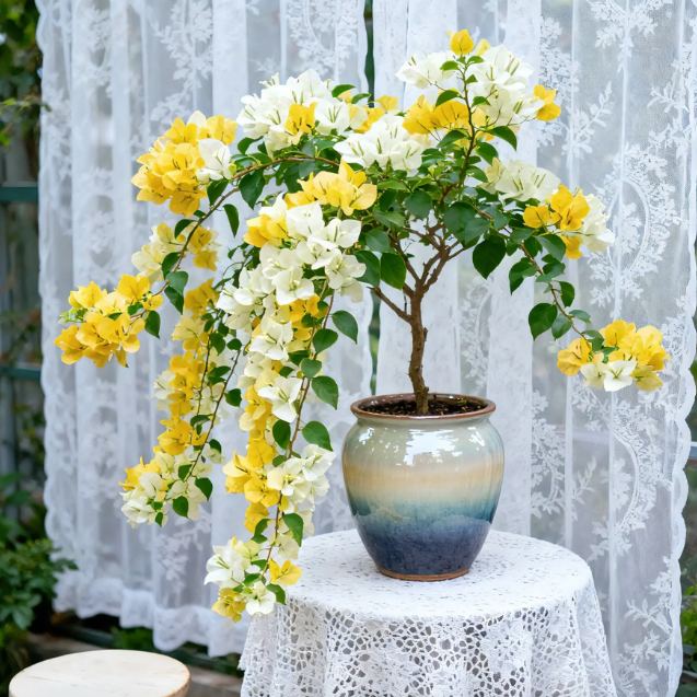 Bougainvillea seeds | Heat-resistant & easy to grow