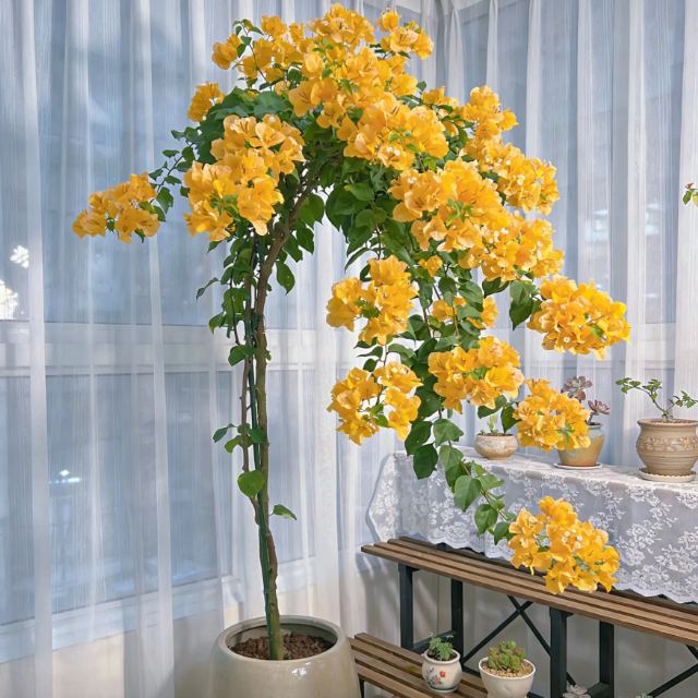 Bougainvillea seeds | Heat-resistant & easy to grow