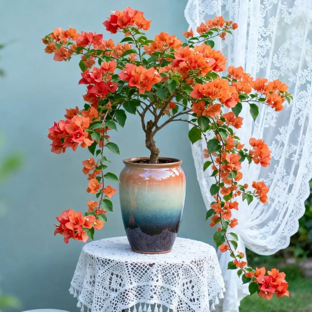 Bougainvillea seeds | Heat-resistant & easy to grow