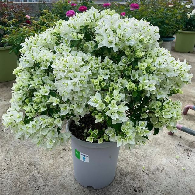 Bougainvillea seeds | Heat-resistant & easy to grow