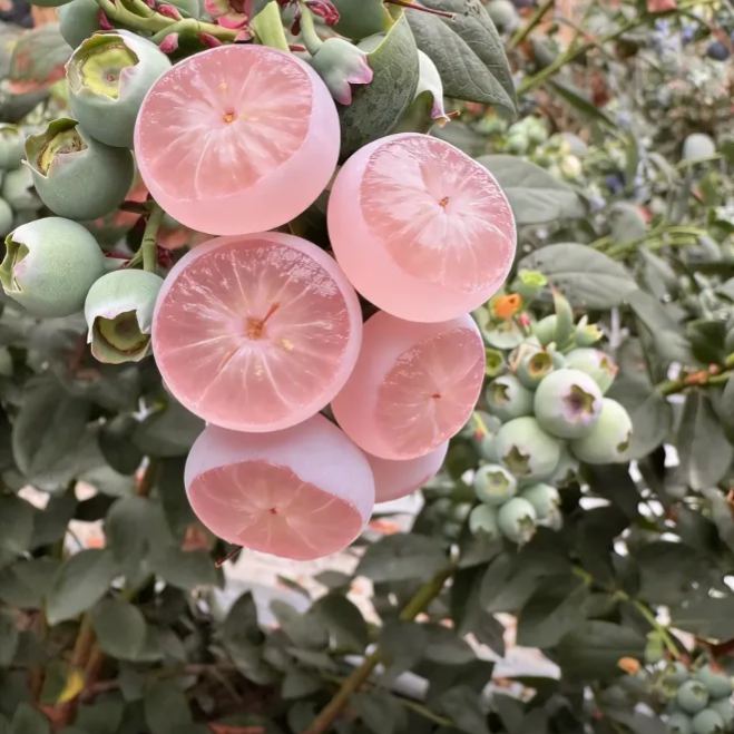 💗 Pink Lady Blueberry Seeds – Sweet Beauty for Your Garden 🫐