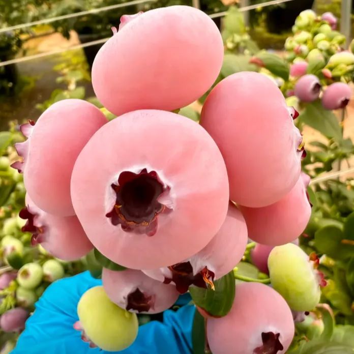 💗 Pink Lady Blueberry Seeds – Sweet Beauty for Your Garden 🫐