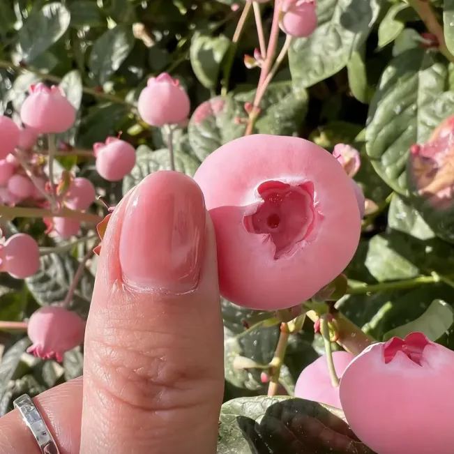 💗 Pink Lady Blueberry Seeds – Sweet Beauty for Your Garden 🫐