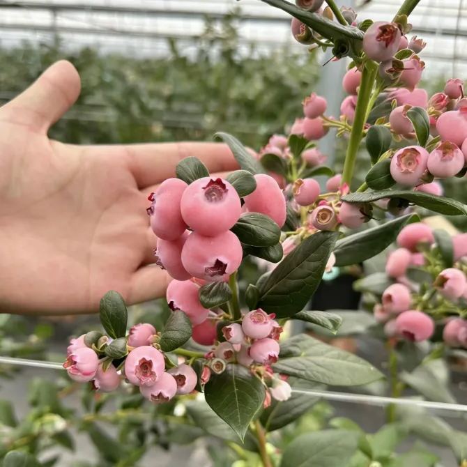 💗 Pink Lady Blueberry Seeds – Sweet Beauty for Your Garden 🫐