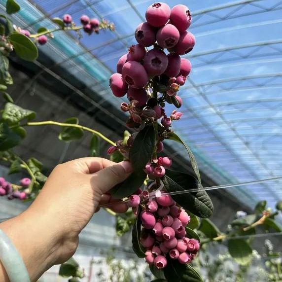 💗 Pink Lady Blueberry Seeds – Sweet Beauty for Your Garden 🫐