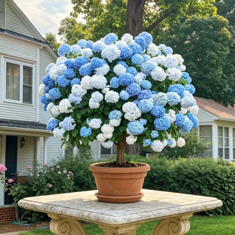 ✨Mini Hydrangea Bonsai Bulbs