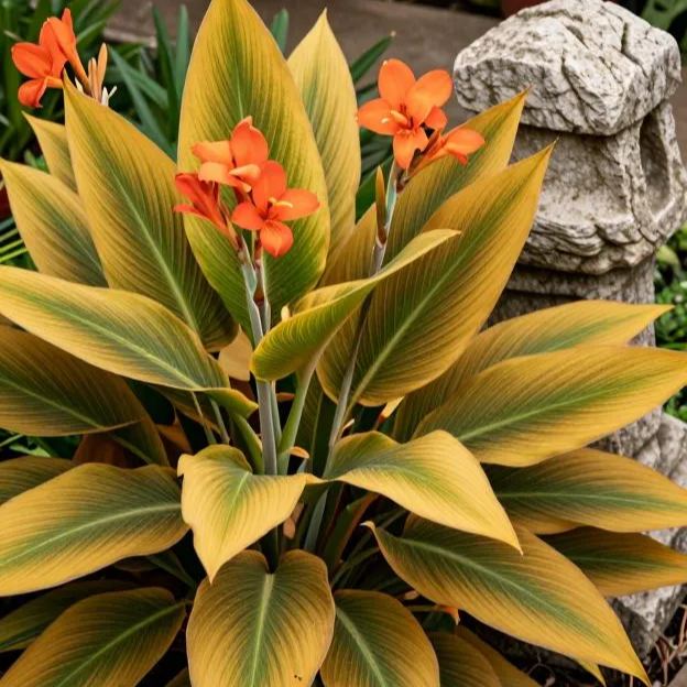 🔥 Flame Canna Bulbs – Bold Tropical Beauty with Stunning Foliage & Blooms