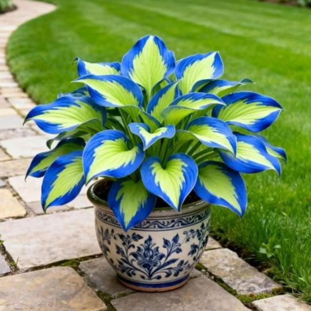 Rare Flame Heart Hosta Seeds🔥