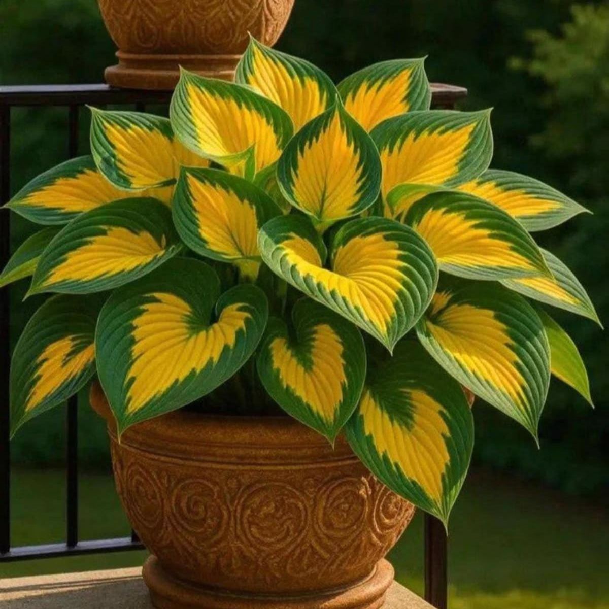 Rare Flame Heart Hosta Seeds🔥