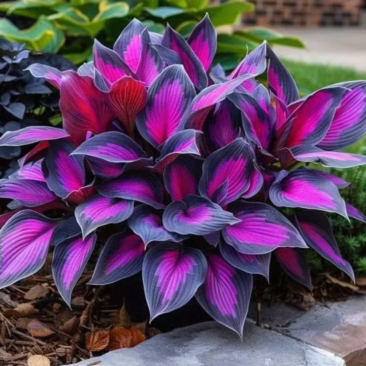 Rare Flame Heart Hosta Seeds🔥