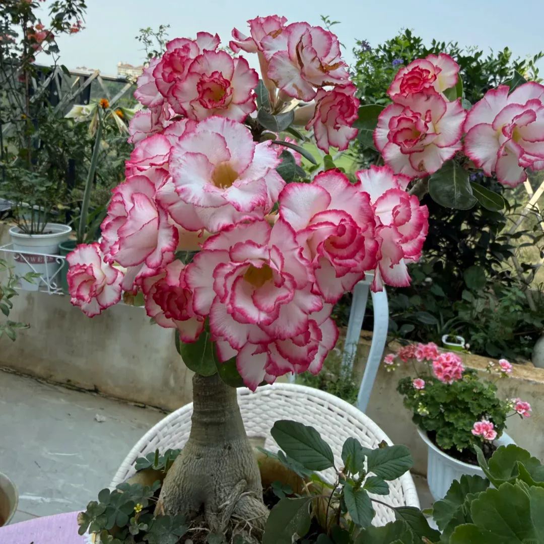 2 Pcs Rainbow Desert Rose Seeds ✨✨ 