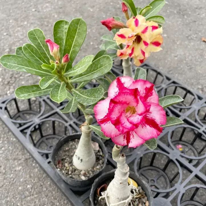 2 Pcs Rainbow Desert Rose Seeds ✨✨ 