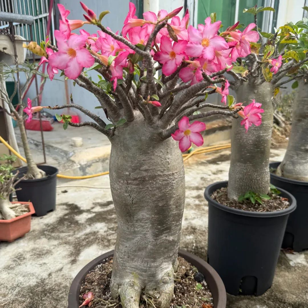2 Pcs Rainbow Desert Rose Seeds ✨✨ 