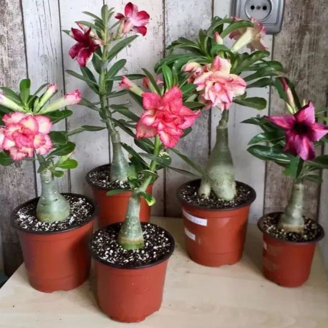 2 Pcs Rainbow Desert Rose Seeds ✨✨ 