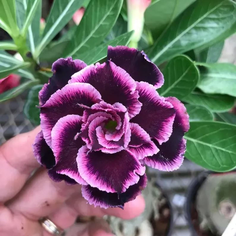 2 Pcs Rainbow Desert Rose Seeds ✨✨ 