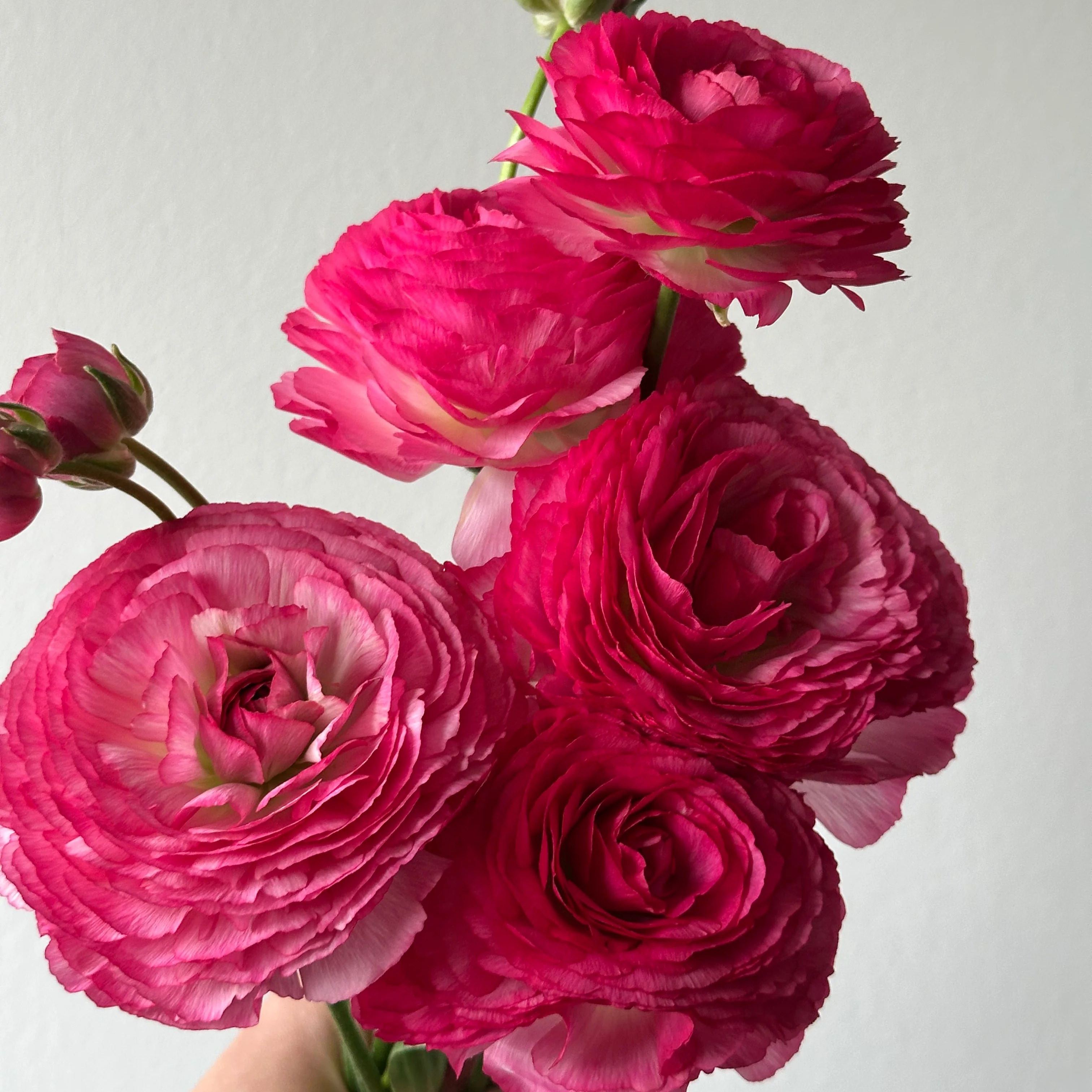 🌸 Grow Bouquet-Quality Flowers at Home with Ranunculus Bulbs 💐
