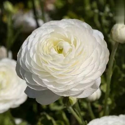 🌸 Grow Bouquet-Quality Flowers at Home with Ranunculus Bulbs 💐