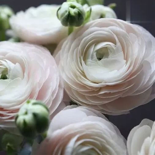 🌸 Grow Bouquet-Quality Flowers at Home with Ranunculus Bulbs 💐
