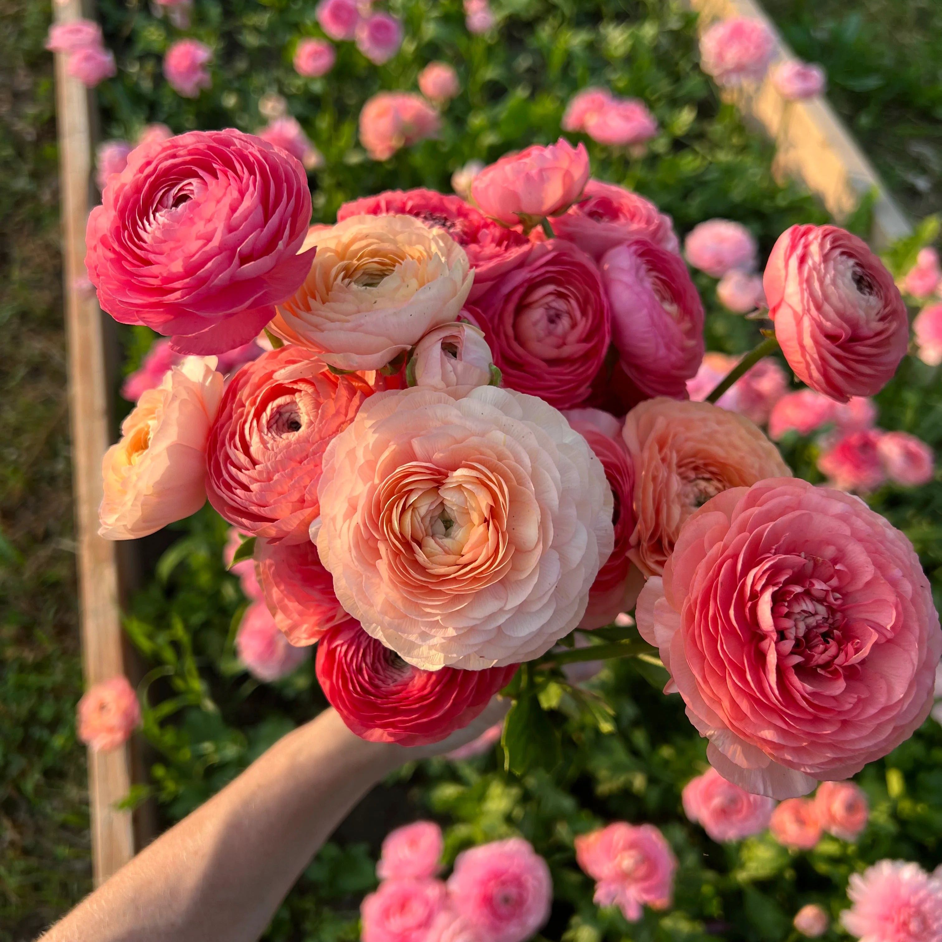 🌸 Grow Bouquet-Quality Flowers at Home with Ranunculus Bulbs 💐