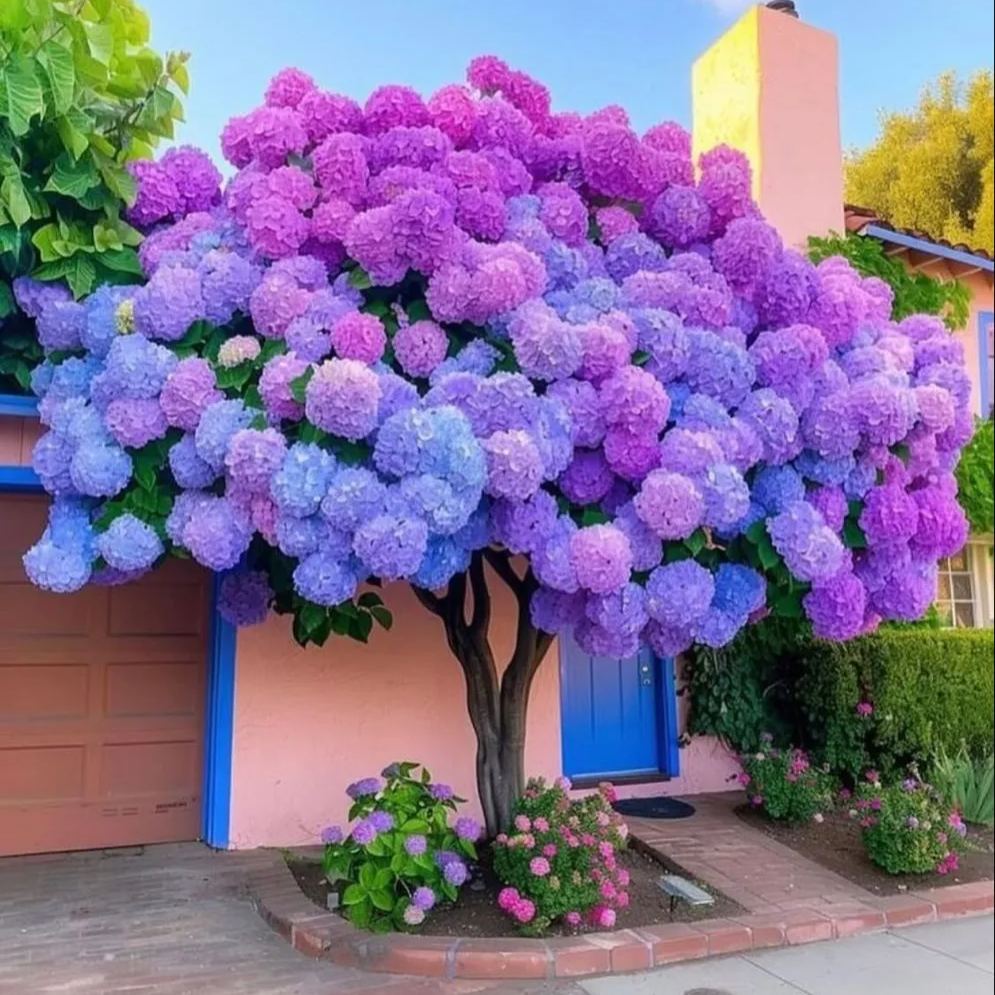 Gorgeous Hydrangea Tree Seeds💐💐