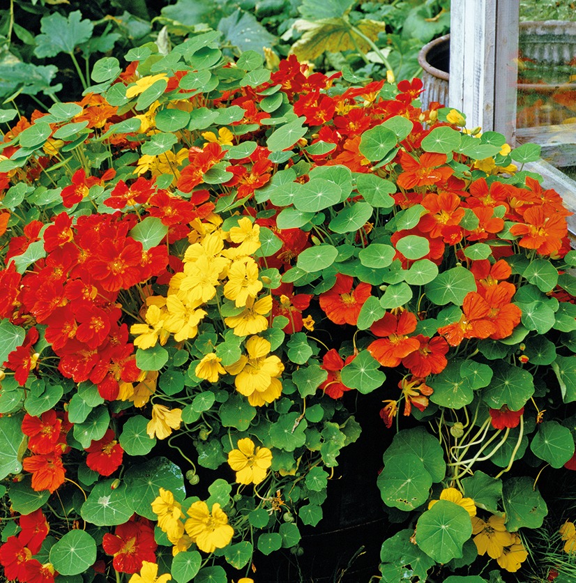 Nasturtium 'Alaska Mixed' seeds | Thompson & Morgan