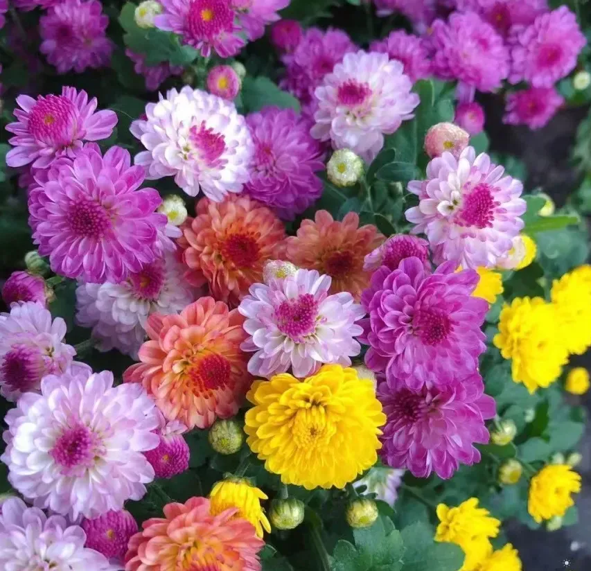 Pyrethrum Seeds &ndash; Natural Pest Defense!