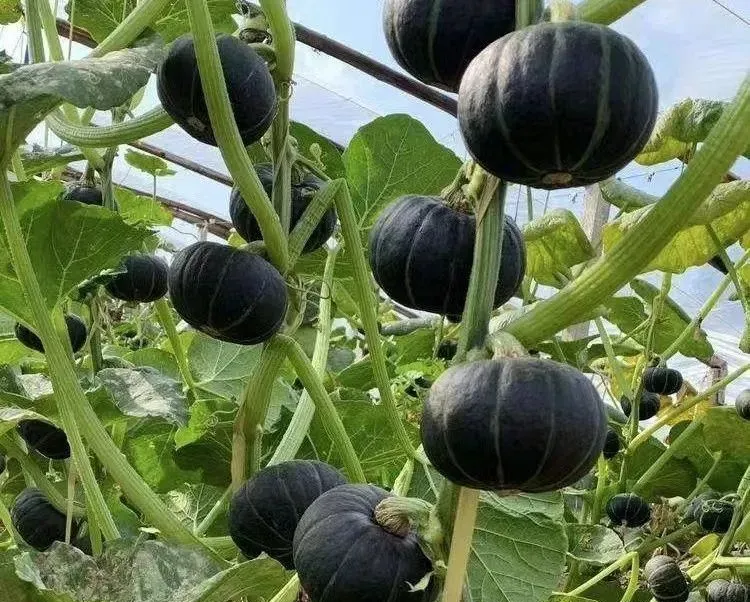 香甜粉嫩的贝贝南瓜，我不允许你还没吃过- 知乎