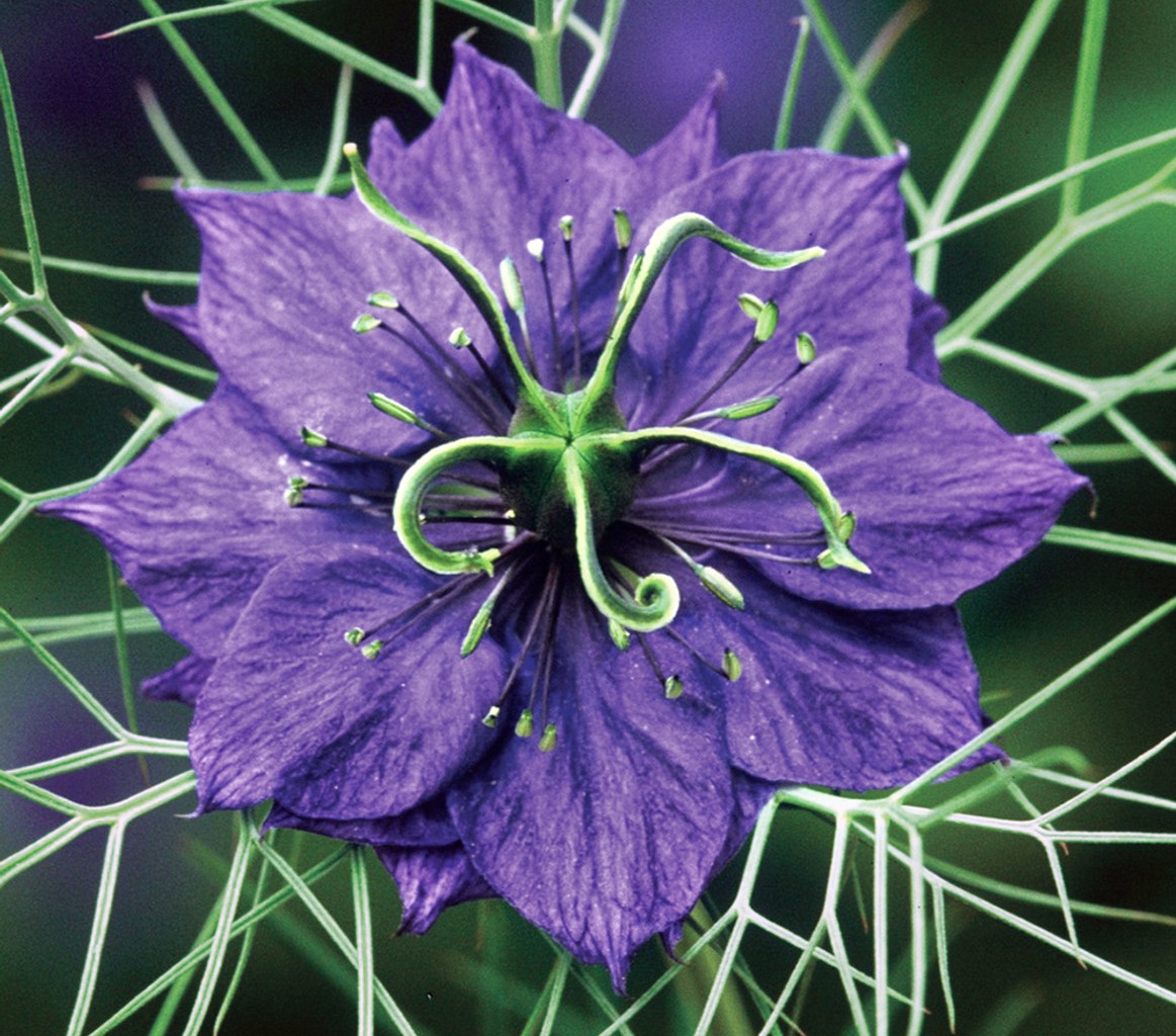 Buy Nigella damascena 'Deep Blue' | Love-in-a-mist | Sarah Raven