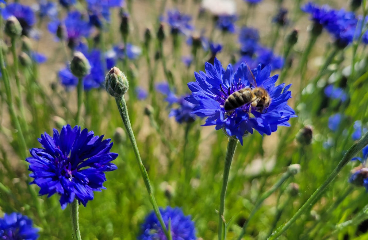 Cornflower, Blue &ndash; Snake River Seed Cooperative