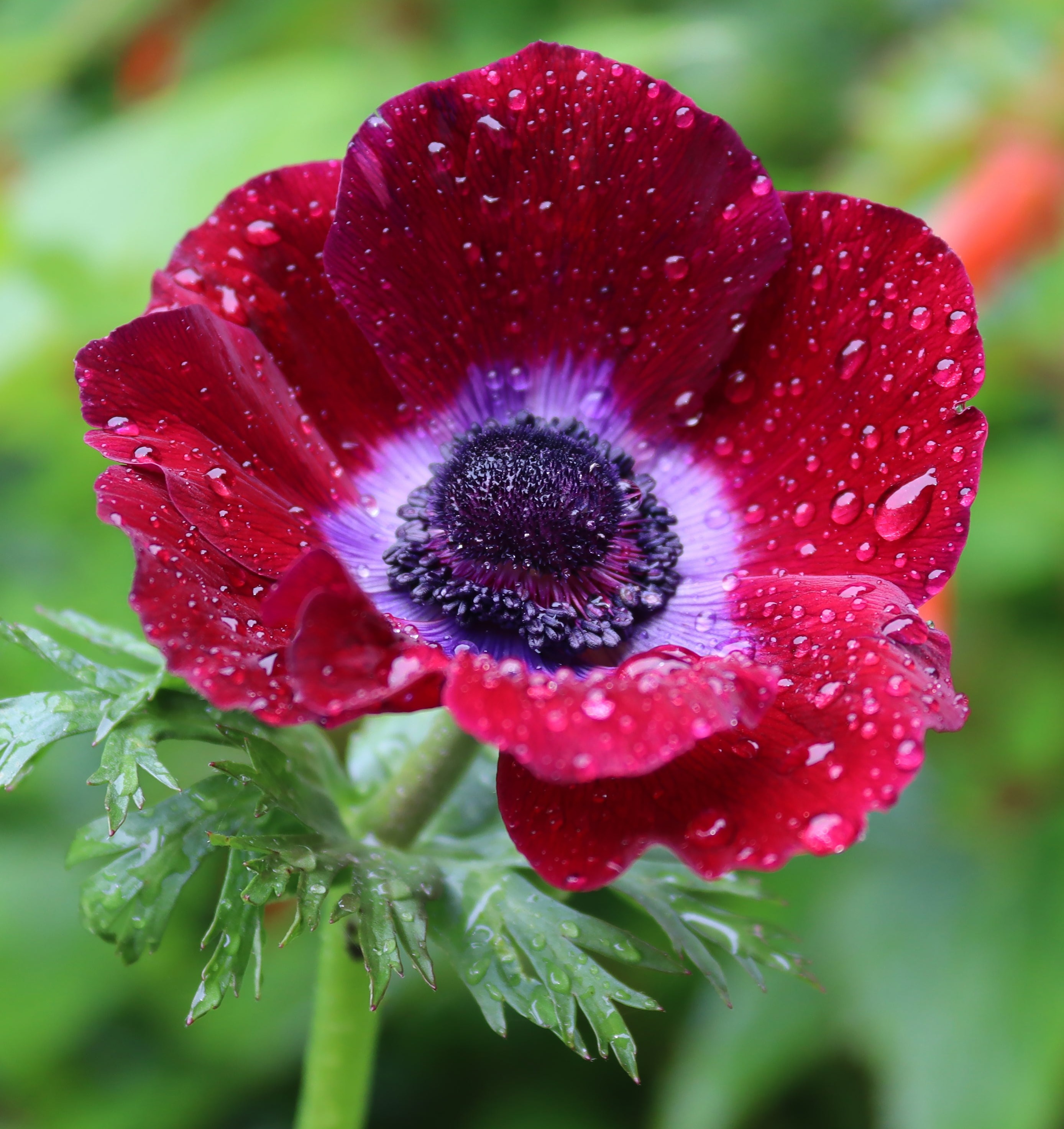Italian Anemone 'Mistral&reg; Bordeaux' &mdash; Buy online at Farmer Gracy UK